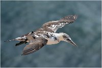 302 - GANNET 2279 - DE BONDT WILKIE - belgium